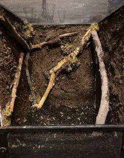 gecko enclosure 60$ OBO