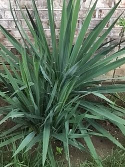 Adam Needle Yucca $5 & Up