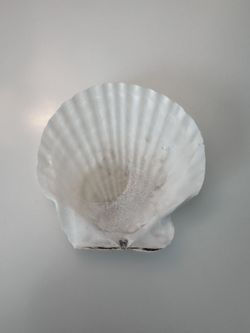 Scallop Shell #8