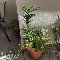 Succulent Plants  Various Prices 