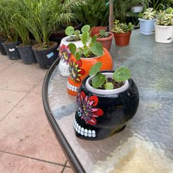 Skull Pot Plant Succulents $$28 Each