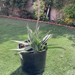 Aloe Vera 