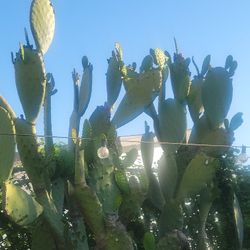 Nopales 7 Por Un Dolar