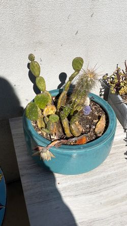 Mixed Cactus Arrangement in Teal Ceramic Pot