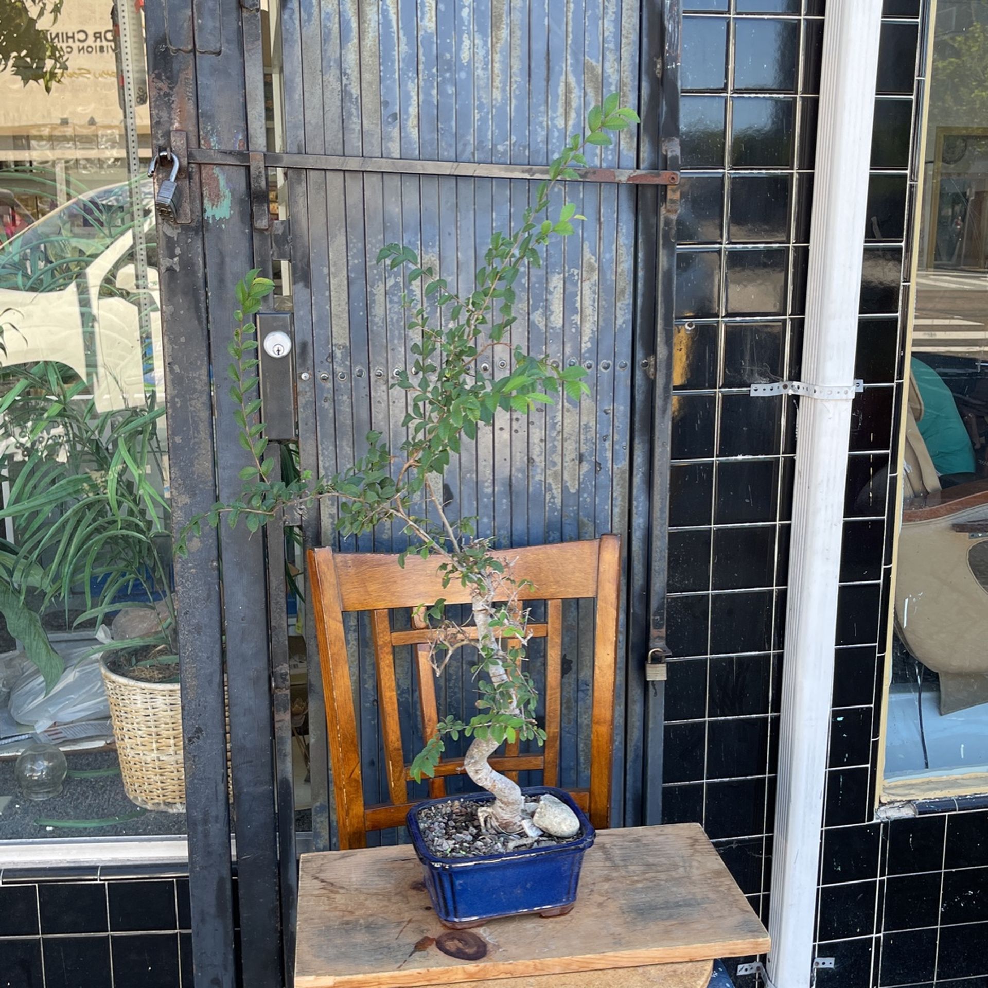 Chinese Elm Bonsai Tree 28 Years Old Come With A Blue Pot