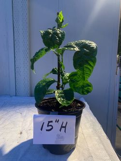 Passion Fruit seedlings (purple)