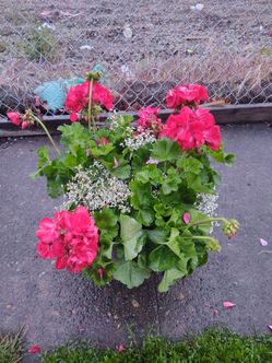 flowers
