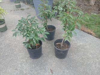 2 Gallon Ficus