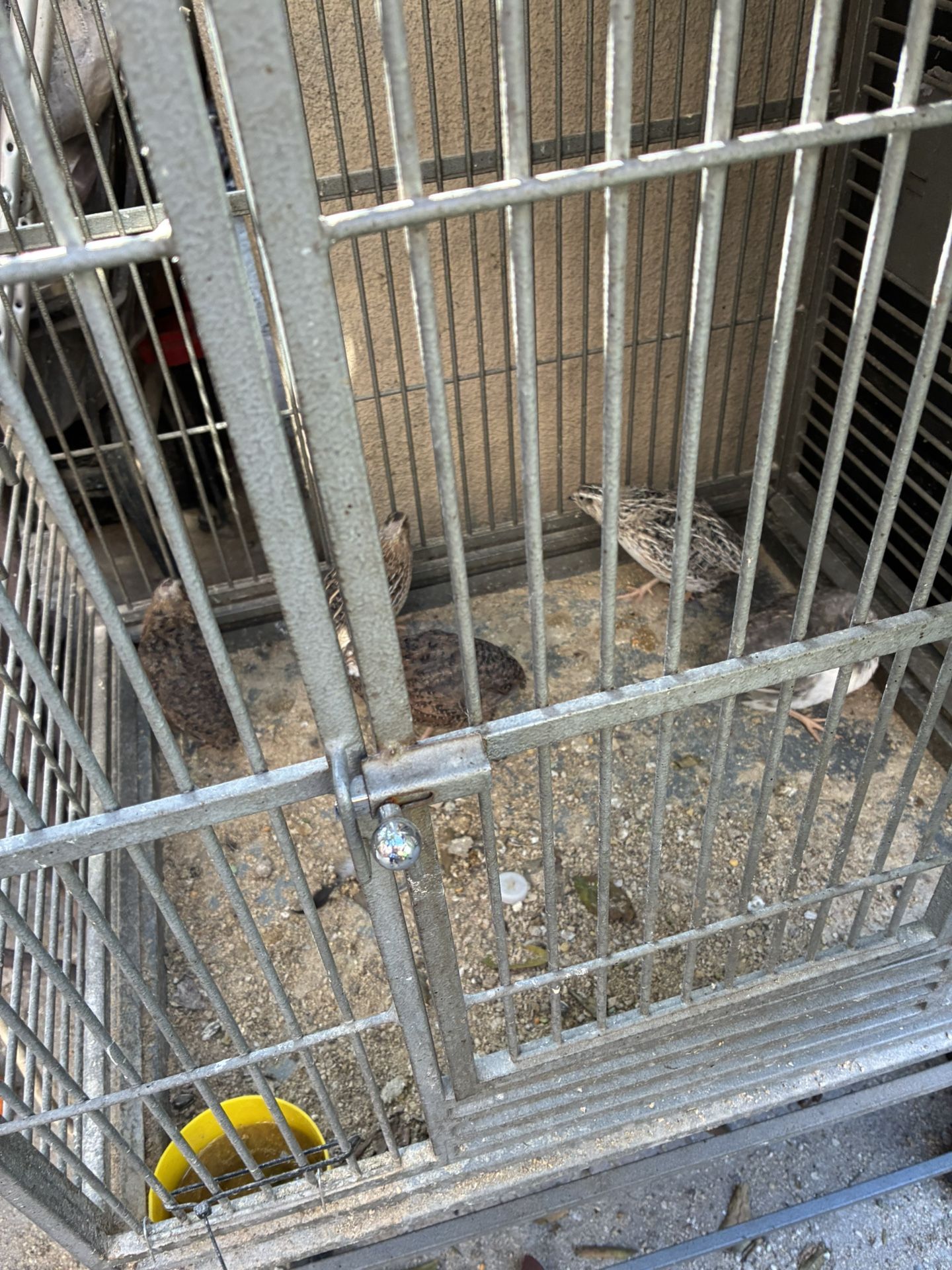Cage Quail
