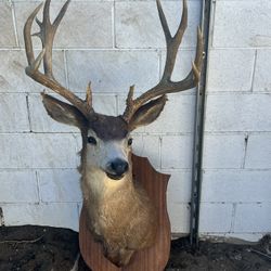 Deer Taxidermy