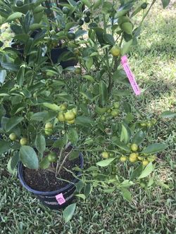 Calamondin tree with full fruit.