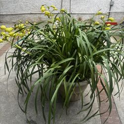 Big Orchid Plant 