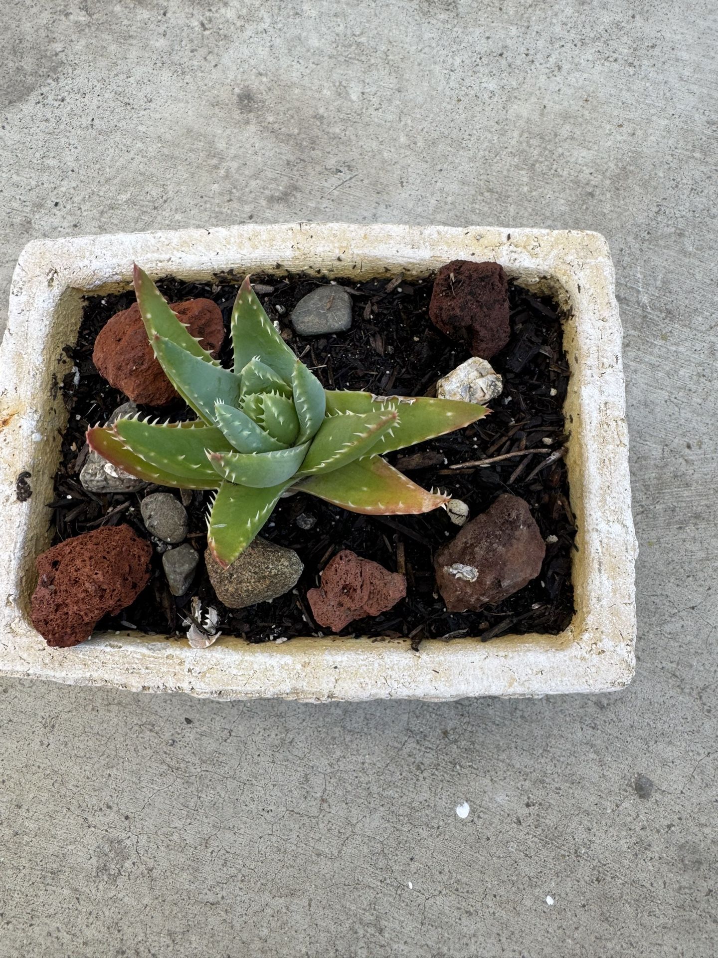 Small Potted Succulent