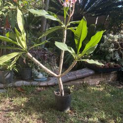 Plantas De Plumerias