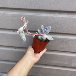 4” Moonstone Succulent 