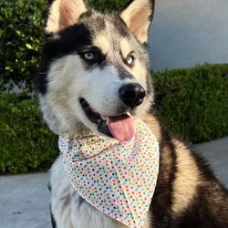 Reversible Over The Collar Dog Bandana