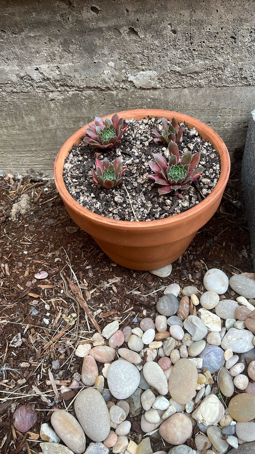 Sempervivum succulent