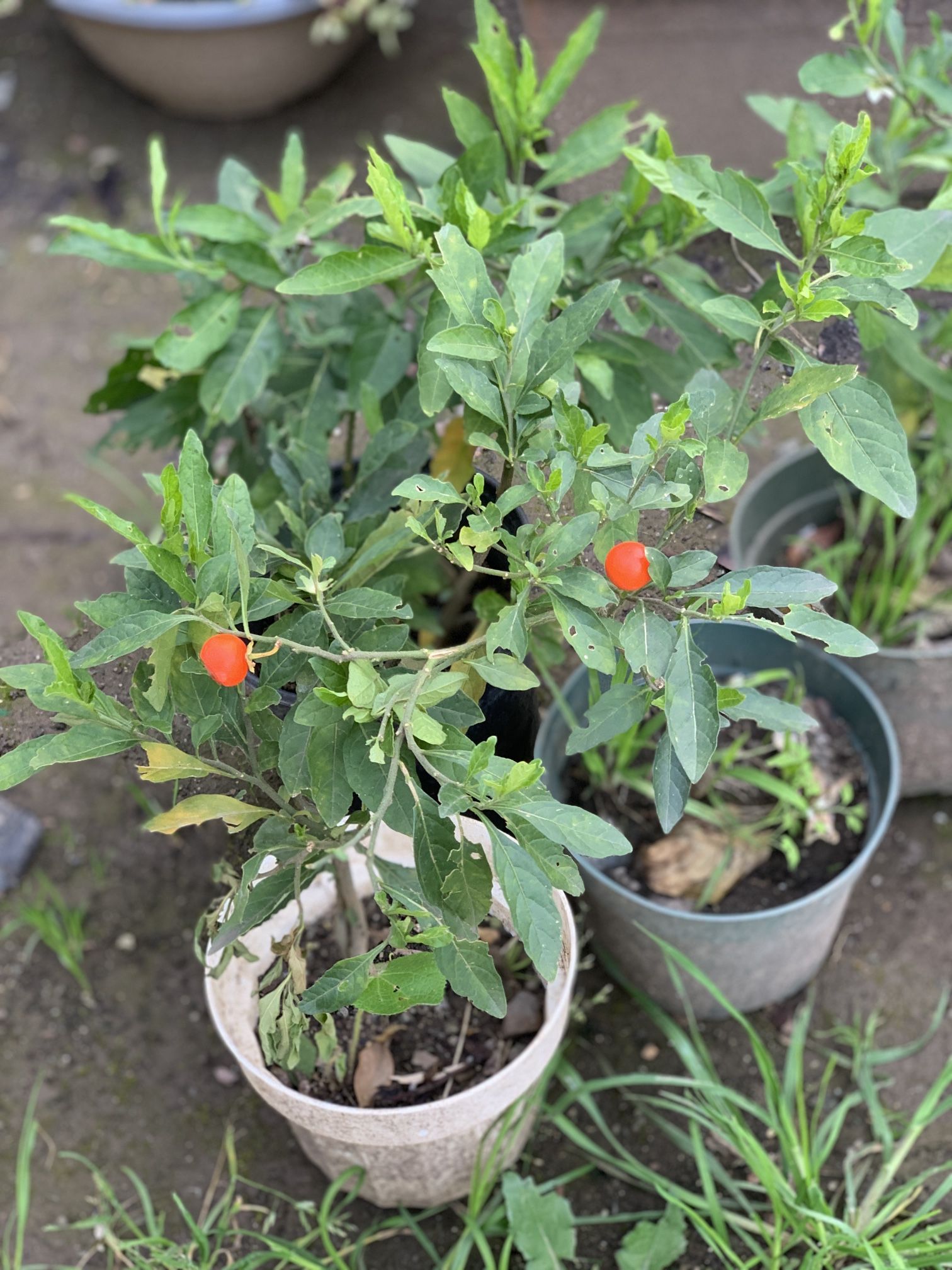 $10 Each Red Berry Christmas Cherry Live Plant in one Gallon pot  This plant is not edible. It is decorative.  CASH ONLY