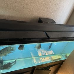 Fish Tank
