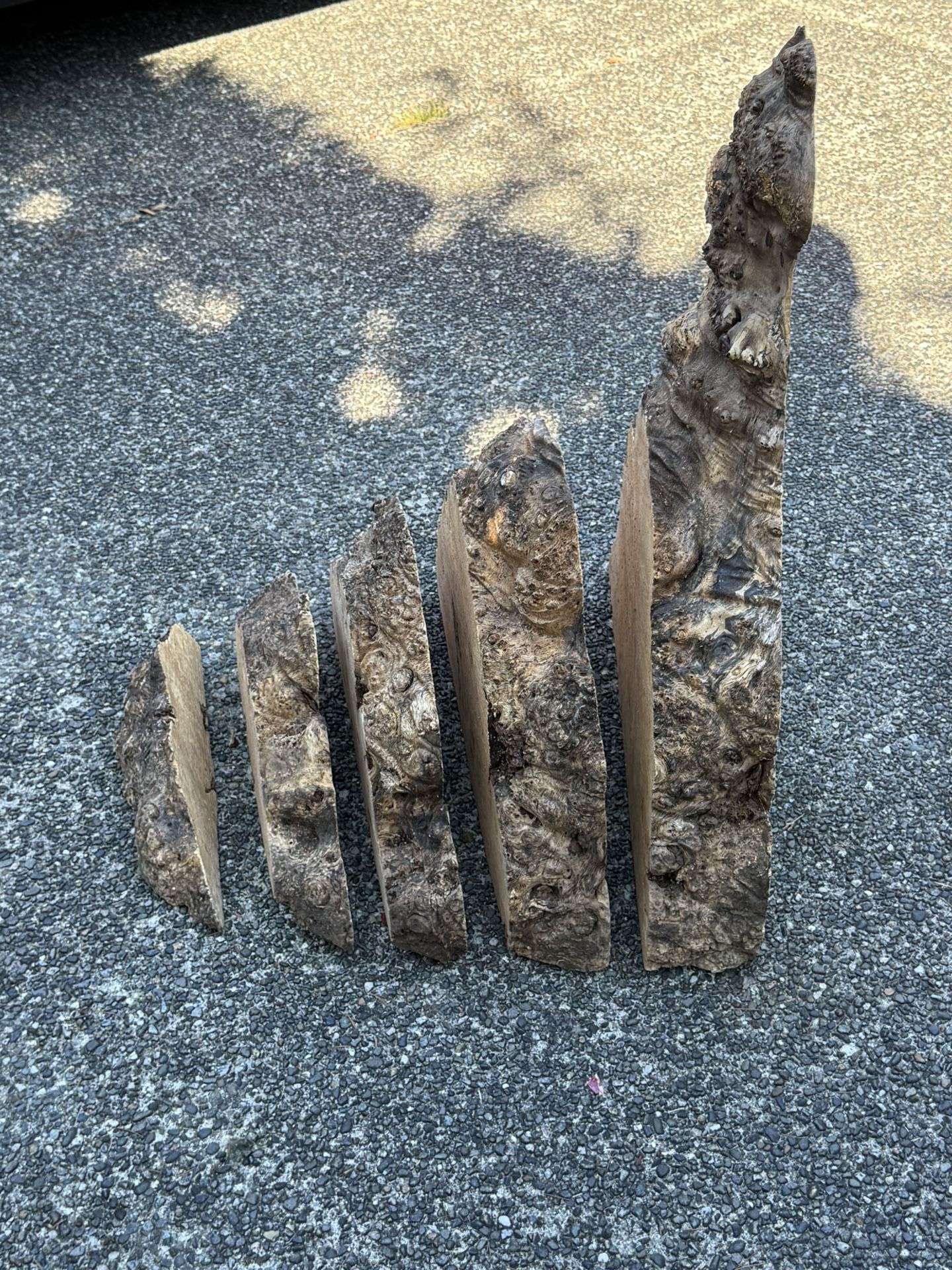 Beautiful maple Burl Sliced