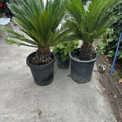 Plants 🪴 For Sale Different Types Of Plants And Different Prices 