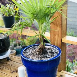 Live outdoor Windmill Palm tree plant in a ceramic planter pot—firm price