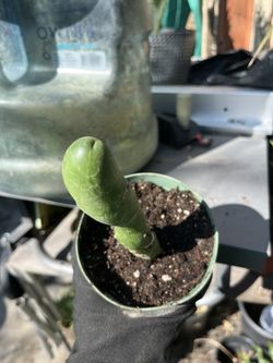 Penis Cactus 4” pot,6” long , $15cash