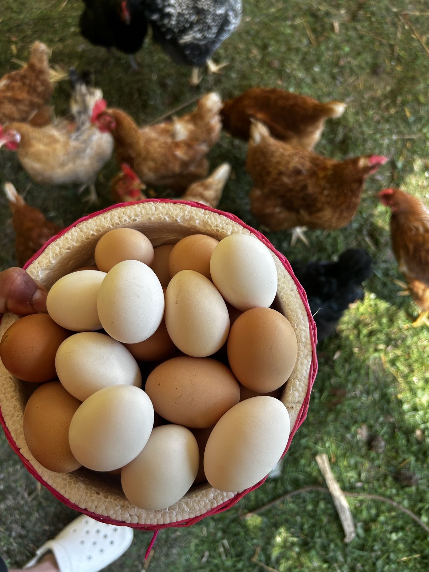 1 Dozen Farm Fresh Chicken Eggs