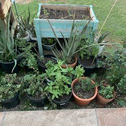 Part Two Of The Large Amount Of Great Plants available for sale