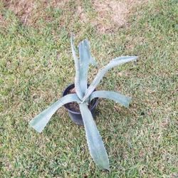 Potted Medium Maguey Plant