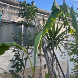 Banana Plant 15