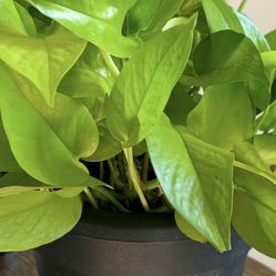Neon Pothos