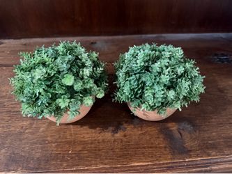 Decorative plants