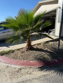 Free palm trees