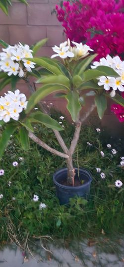 Plumerias en macetas
