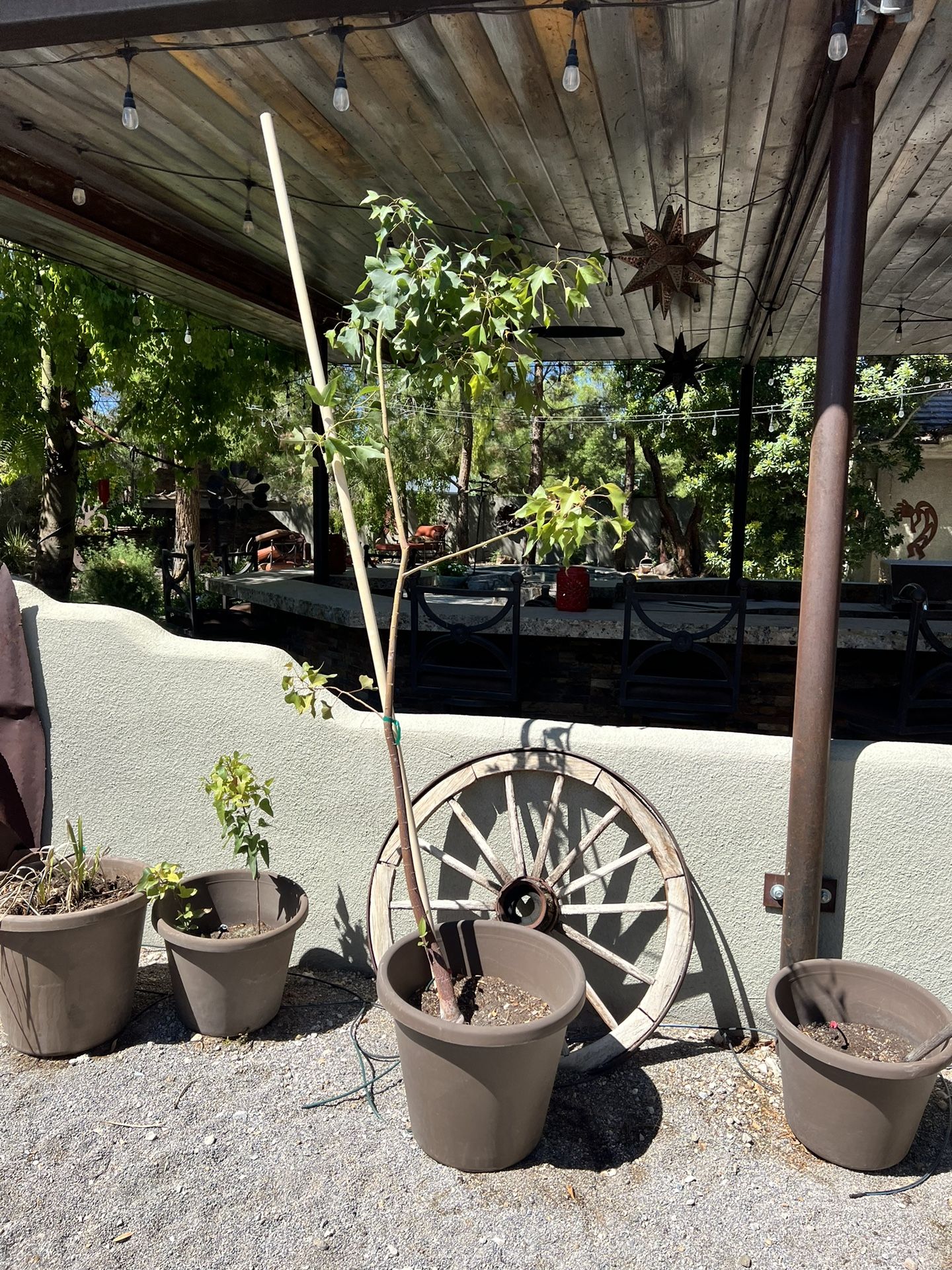 Bottle Trees Ready To Be Planted -1. Tall Available