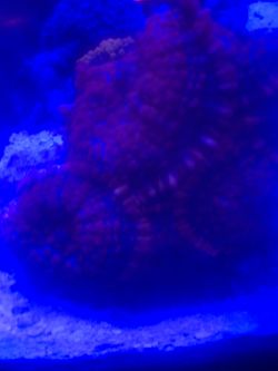 Superman Mushrooms Reef Tank Decorations 
