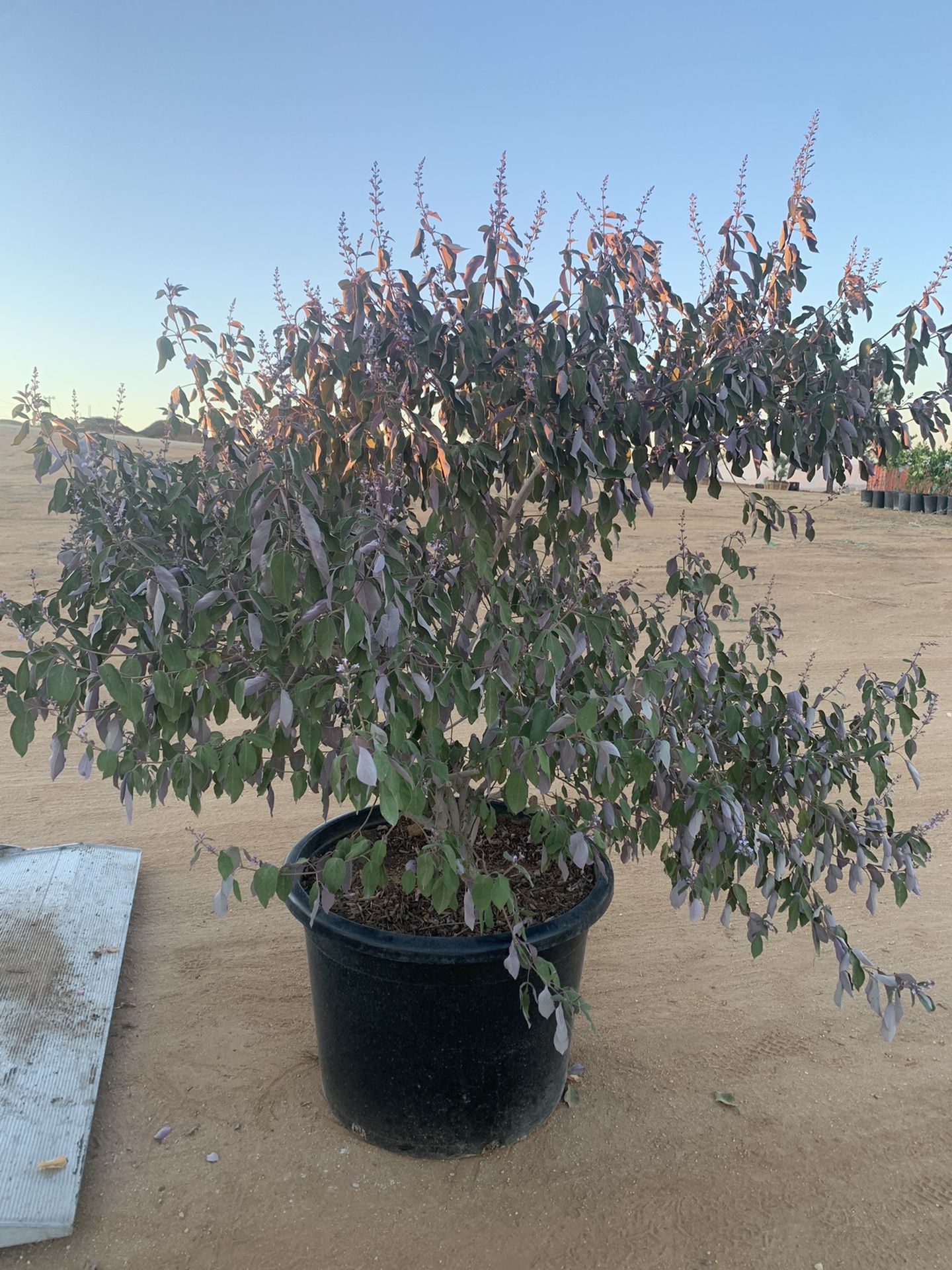 Vitex Trifolia 25gal  Hedge And Privacy