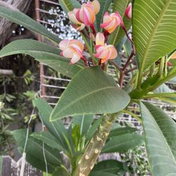 Hawaiana flowers various colors