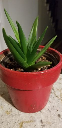 Aloe vera