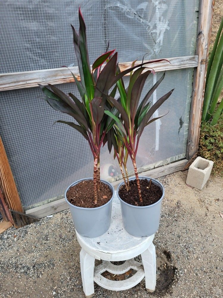 Hawaiian Ti Leaf Plant 8 " Pot 5each for Sale in Chula Vista, CA OfferUp