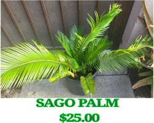 Sago Palm