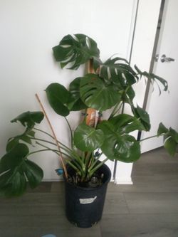 monstera plant