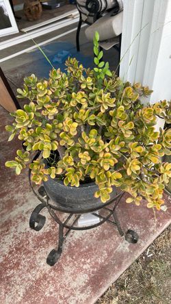 Big plants