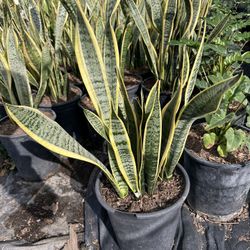 Snake Plant