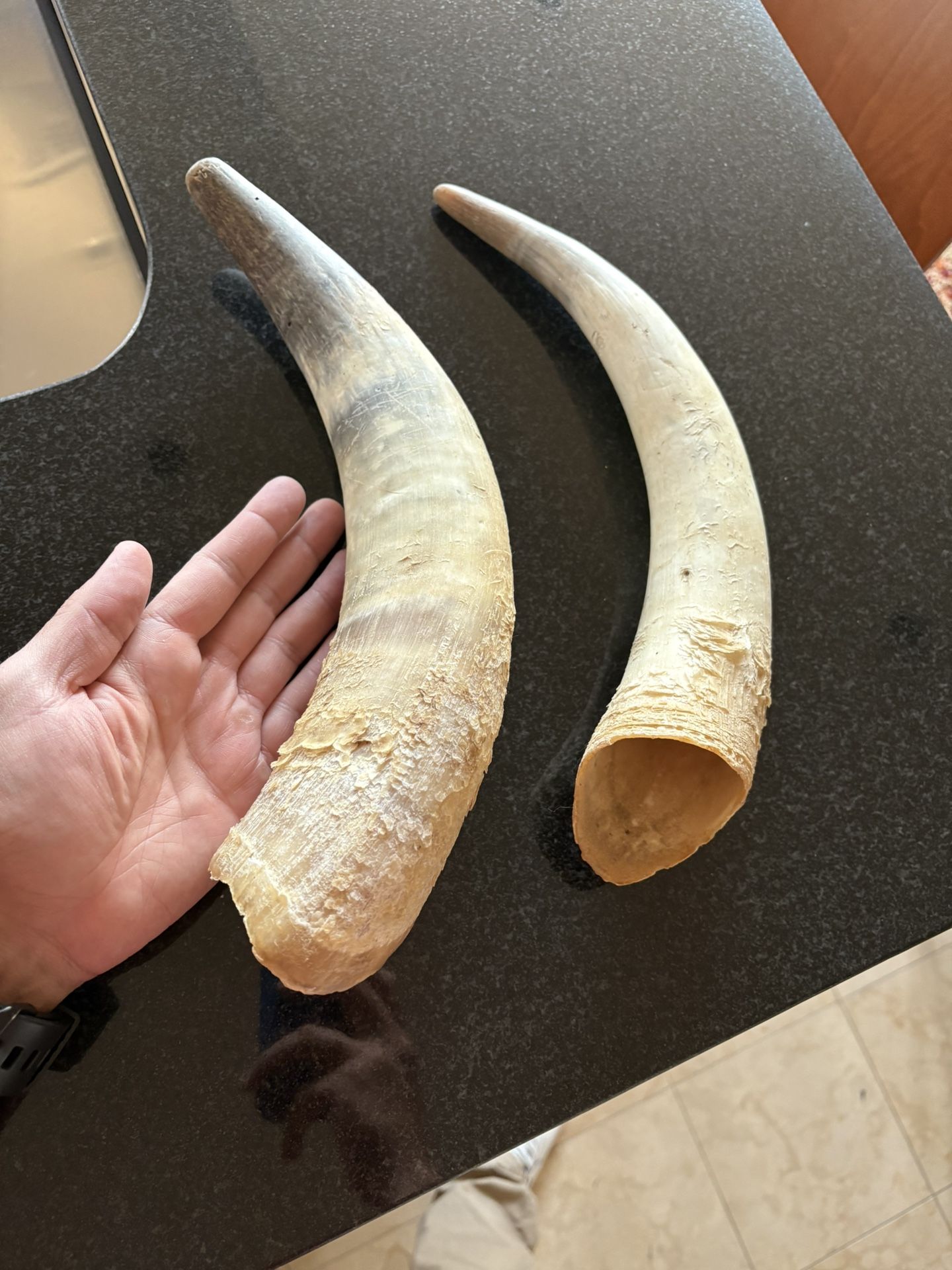 Authentic Domestic Cow Horns