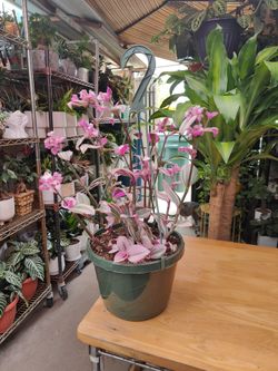 Wandering Jew Nanouk Outdoor Plant