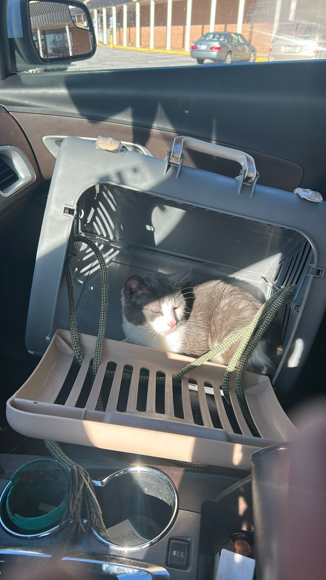 CAT Carrier For Free
