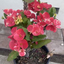 Planta De Corona De Cristo Con Flores Jumbo, Es Planta Grande En Maceta De 5 Gallones Muy Saludable Con Mucha Floración Pick Up 