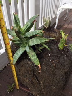Succulents in stone planter